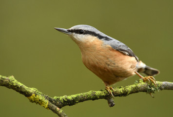 Nuthatch (Sitta europaea)