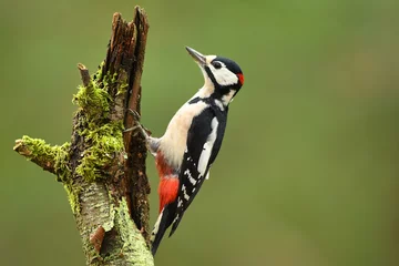 Zelfklevend Fotobehang Grote Bonte Specht (Dendrocopos major) © Piotr Krzeslak