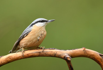 Nuthatch (Sitta europaea)