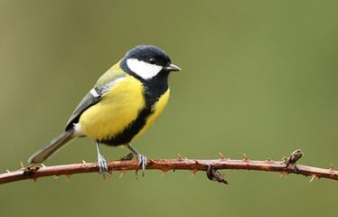 Great tit (Parus major)