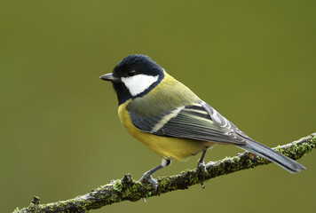 Naklejka premium Great tit (Parus major)