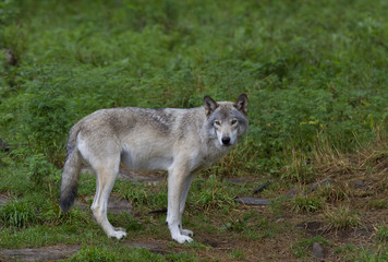 Naklejka na ściany i meble Timber wolf or Grey Wolf (Canis lupus) standing on a rocky cliff in summer in Canada