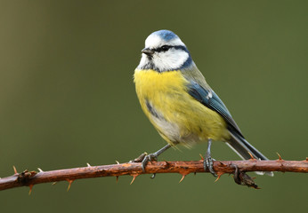 Blue tit