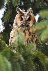 Long-eared owl (Asio otus)
