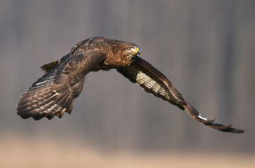 Common buzzard (Buteo buteo)