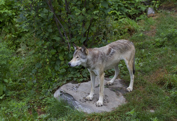 Timber wolf  standing on a rocky cliff in summer in Canada