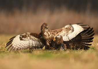 Common buzzard (Buteo buteo)