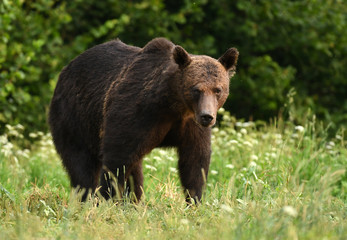 Naklejka na ściany i meble Wild brown bear (Ursus arctos)