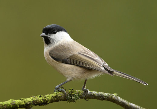 Willow Tit (Poecile montanus)