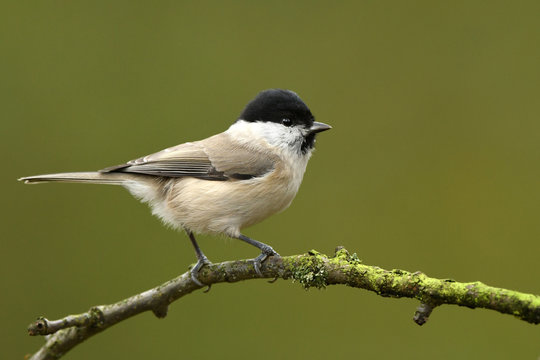 Willow Tit (Poecile montanus)