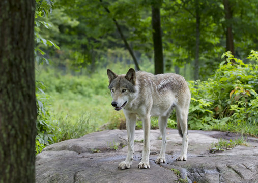 Timber wolf or Grey Wolf (Canis lupus) standing on a rocky cliff in summer in Canada