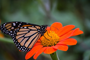 Obraz na płótnie Canvas beautiful monarch butterfly on zinnia flower in nature 