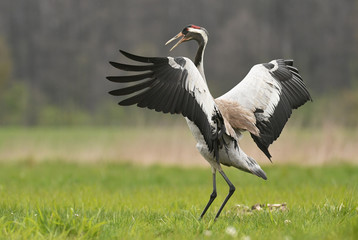 Common crane (Grus grus)