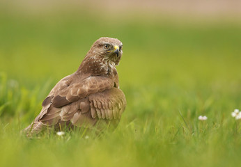 Common buzzard (Buteo buteo)
