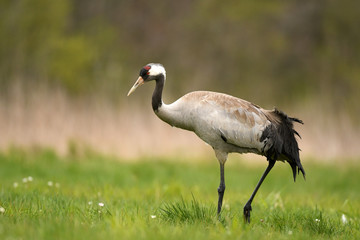 Fototapeta premium Common crane (Grus grus)