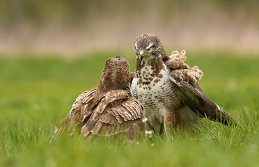 Common buzzard (Buteo buteo)