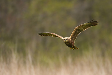 Marsh harrier (Circus aeruginosus) in spring scenery