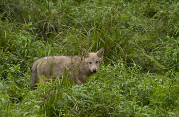 Timber wolf pup or Grey Wolf (Canis lupus) walking through the tall grass in summer in Canada