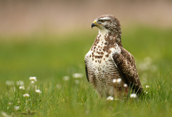 Common buzzard (Buteo buteo)