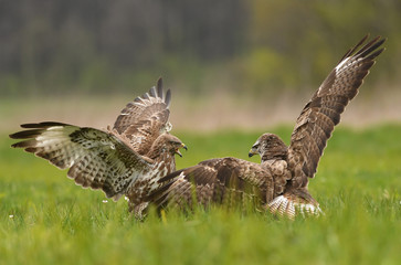 Common buzzard (Buteo buteo)