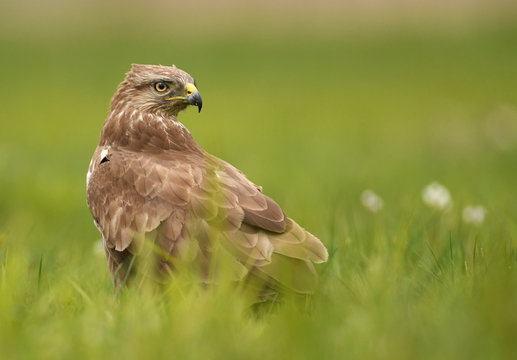 Common buzzard (Buteo buteo)