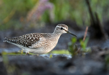 Wood sandpiper (Tringa glareola)