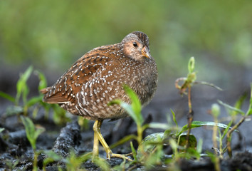 Spotted crake (Porzana porzana)