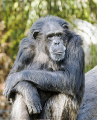 A mature chimpanzee sitting on a rock soaking up warm sun rays.