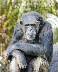 A matue chimpanzee sitting on a rock soaking up warn sun rays.