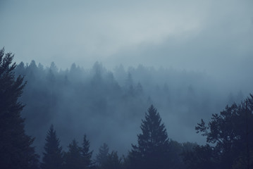 Misty forest of evergreen coniferous trees - obrazy, fototapety, plakaty