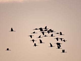 Flock of Cranes