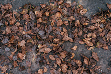 Autumn leaves with a tree on the grass in the mud. Autumn weather. A lot of brown old leaves on the ground. Background nature in October.