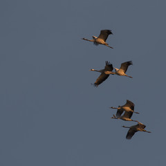 Flying Cranes after Sunrise