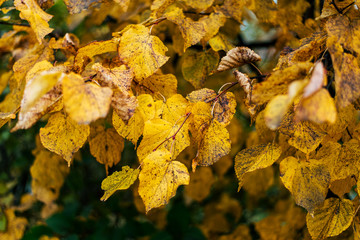 Beautiful green leaves background in autumn leaves of bushes. Overcast. Dirty yellow leaves on a branch. Background nature in the park by the curb.