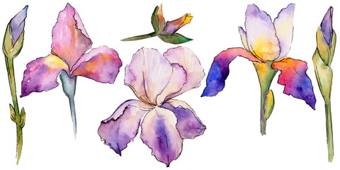 Wildflower iris flower in a watercolor style isolated. Full name of the plant: iris. Aquarelle wild flower for background, texture, wrapper pattern, frame or border.