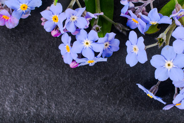 close-up of Myosotis or forget-me-nots on stone background with copy space. macro spring and summer border template floral. mockup greeting and holiday card.