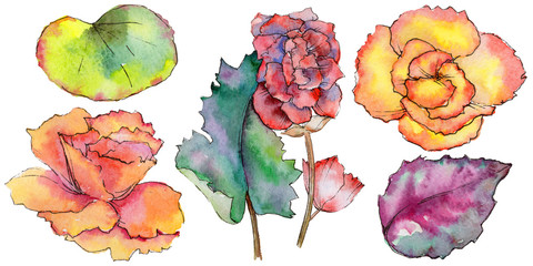 Wildflower begonia flower in a watercolor style isolated. Full name of the plant: begonia. Aquarelle wild flower for background, texture, wrapper pattern, frame or border.