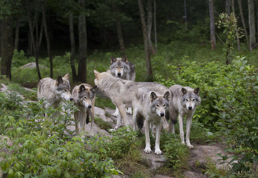 Timber wolves or Grey Wolf (Canis lupus) standing on a rocky cliff in summer in Canada