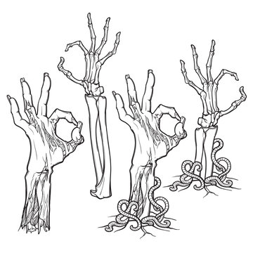 Zombie body language. OK Sign. Set of lifelike depicted rotting zombie hands and skeleton hands rising from under the ground and torn apart. linear drawing isolated on white background