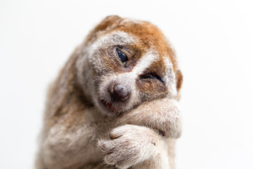 Carcass of a slow loris monkey for education.