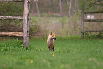 Bringing Home Dinner For My Babies