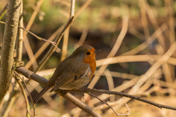 A Beautiful Red Robin