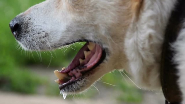 A panting half breed dog