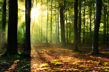 Fototapeta premium Morning in the forest