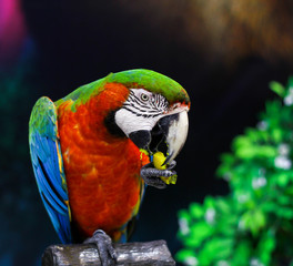 Beautiful parrot with food.