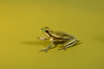 Frog, La Pampa, Argentina
