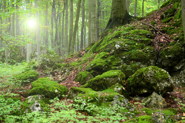 Green forest with rocks and moss