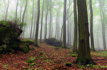 Foggy forest