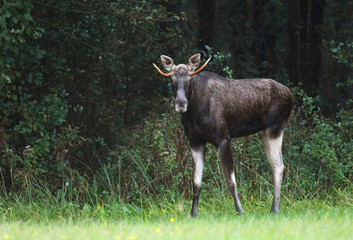 Fototapeta premium Moose (Alces alces)