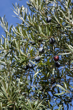 Ripe Olives on the Tree
